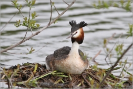 <p>POTÁPKA ROHÁČ (Podiceps cristatus) /Great grested grebe – Haubentaucher/</p>